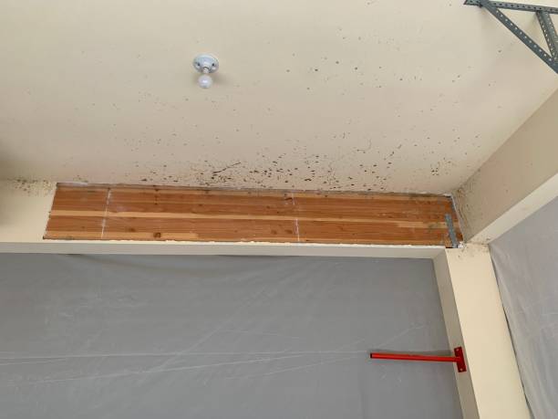 Forensic Mold Investigation in Stockton, UT